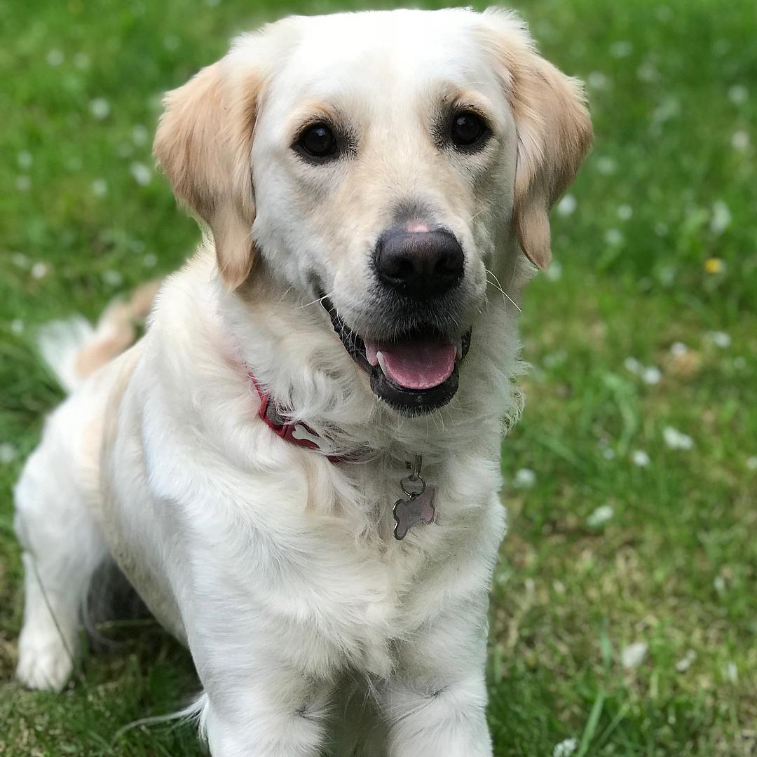 Lola, a golden retriever. (Courtesy of <a href="https://www.facebook.com/ambermmonte">Amber Marie Monte</a>)