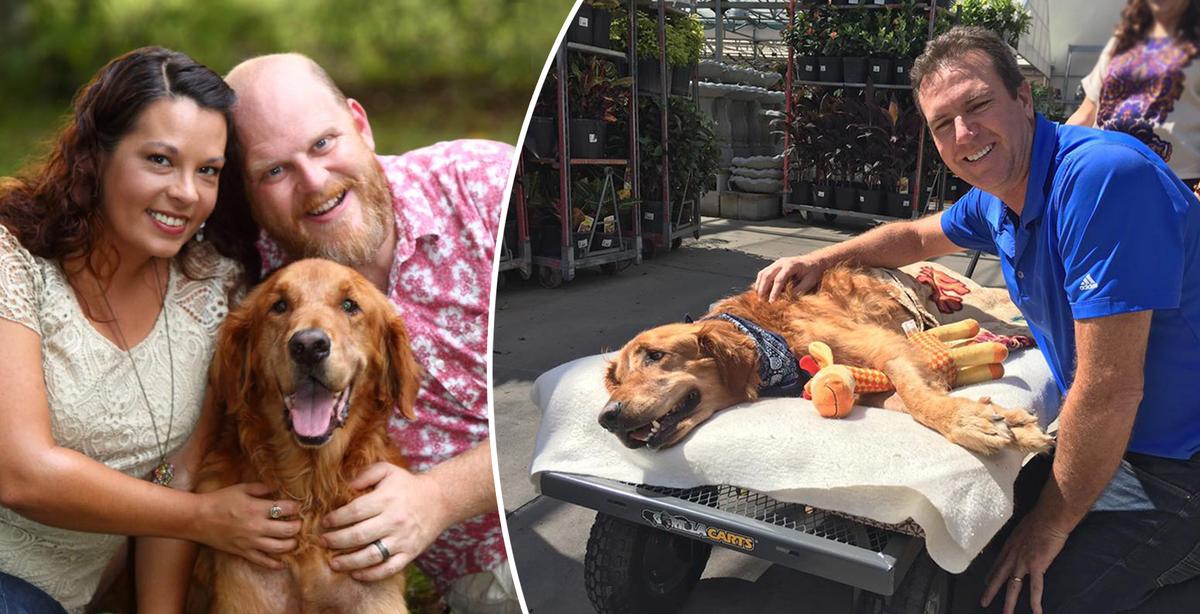 Owners of Sick Rescue Dog Spend Their Last Savings on a Wagon to Give Pup One Final ‘Walk’