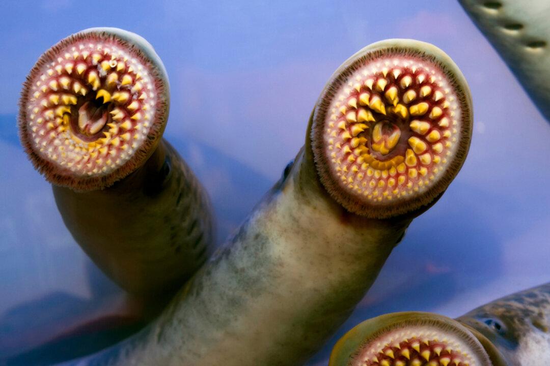 Bloodsucking ‘Vampire Fish’ Are Spawning in Vermont’s Waters–but Nothing to Fear, Say Experts