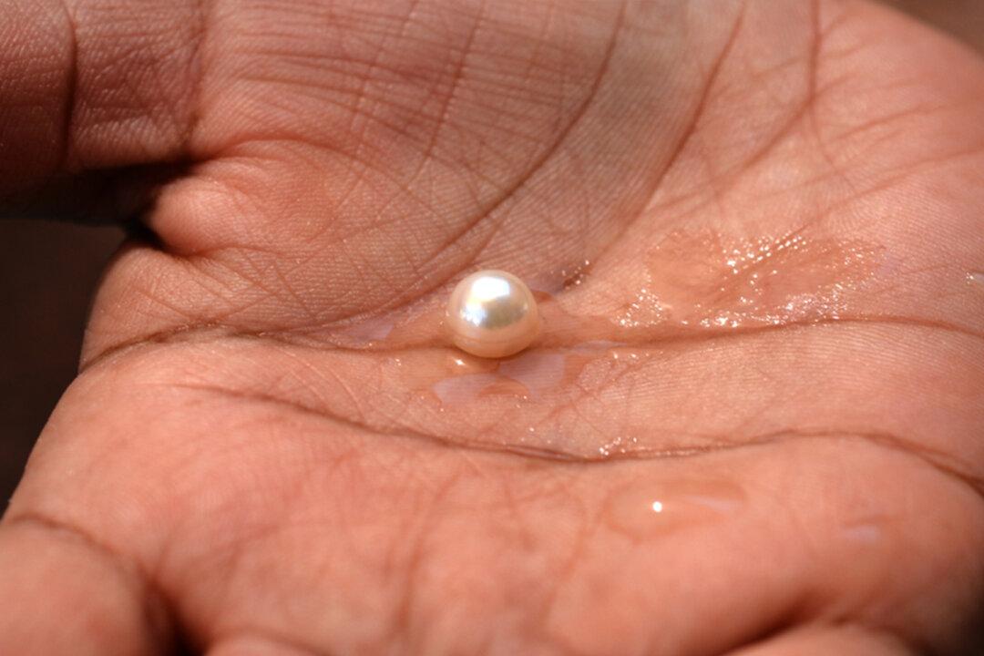 Diner Shocked to Find Real Pearl Inside Steamed Clam at Seafood Restaurant in New Hampshire