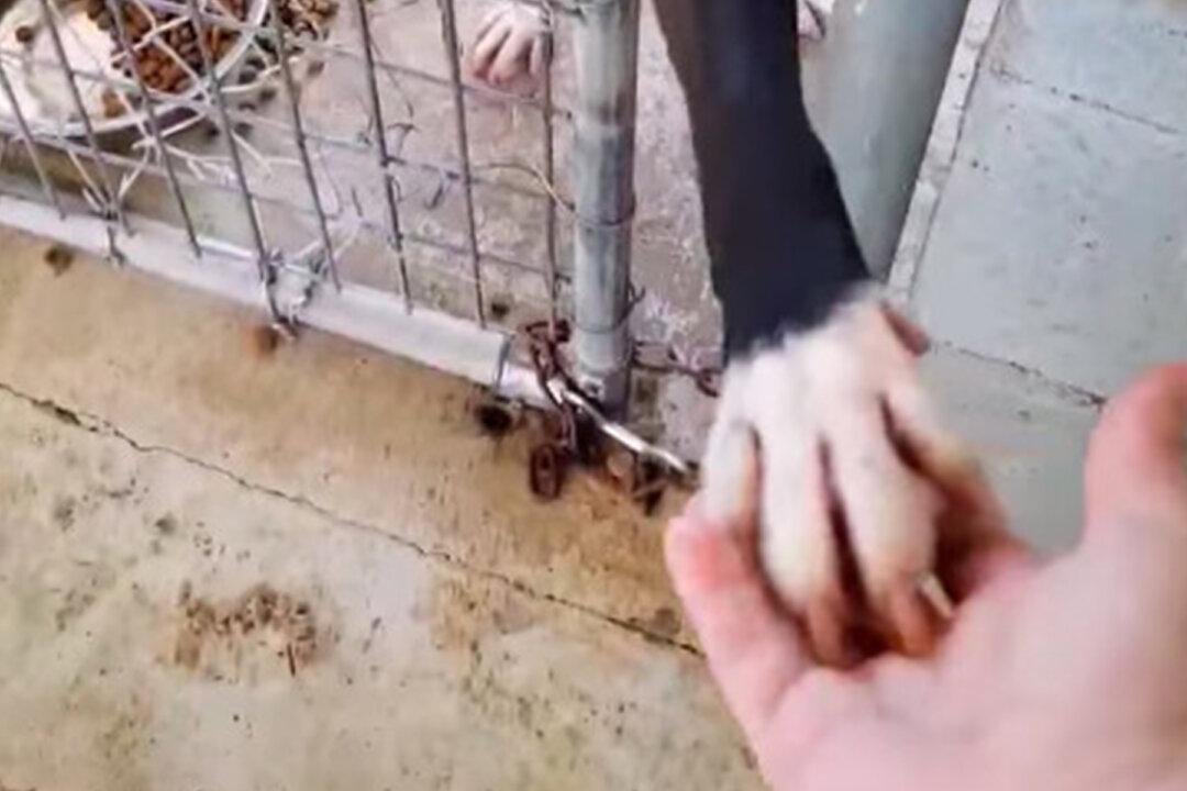 Shelter Dog That Held Hands With Anyone Passing By His Kennel Is Now Adopted