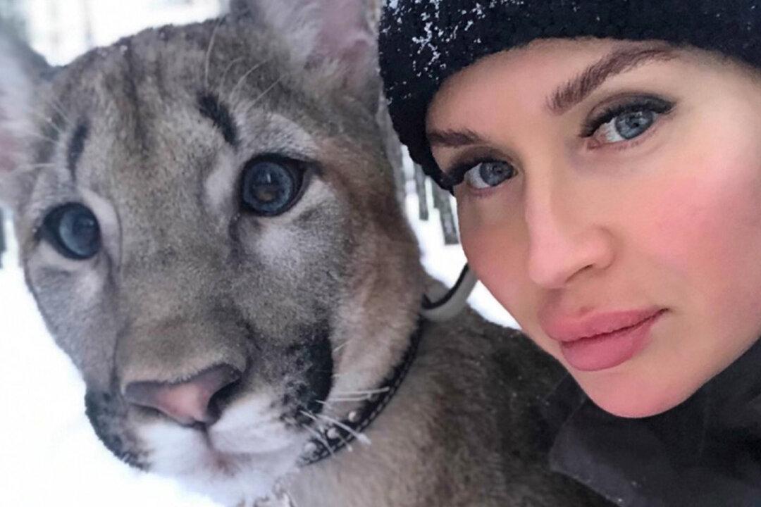 Russian Woman Keeps a Huge Puma as a Pet Along With Her Tiny Dog