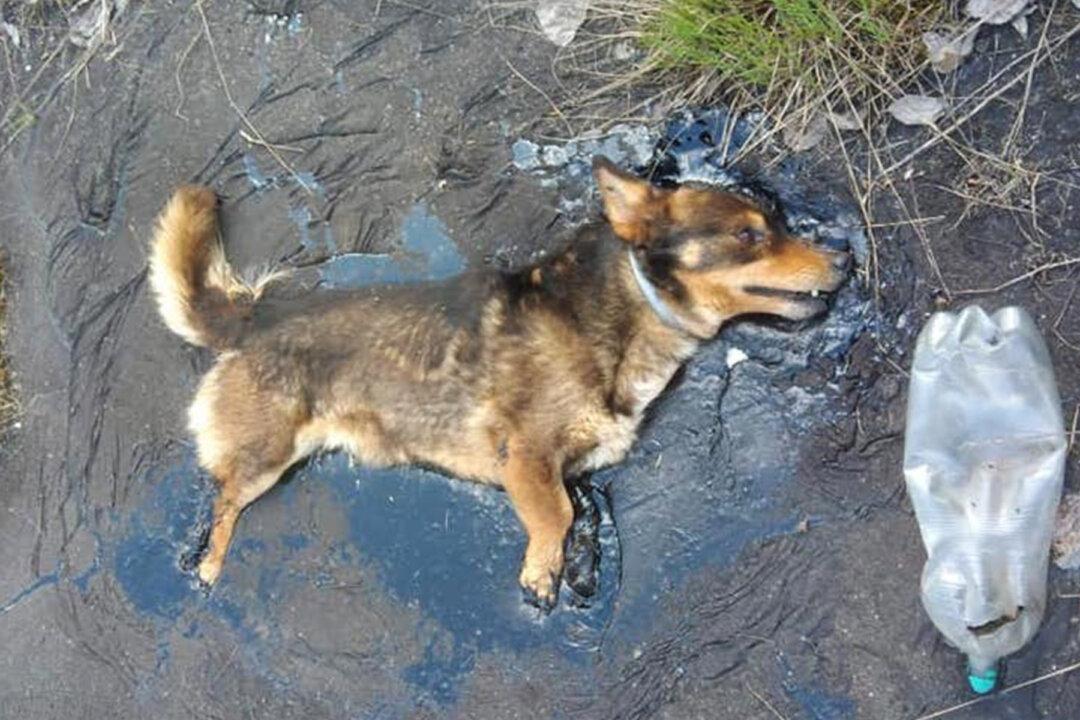 Construction Workers Hear Dog’s Cries for Help, Find Him Embedded in Solid Tar Pool