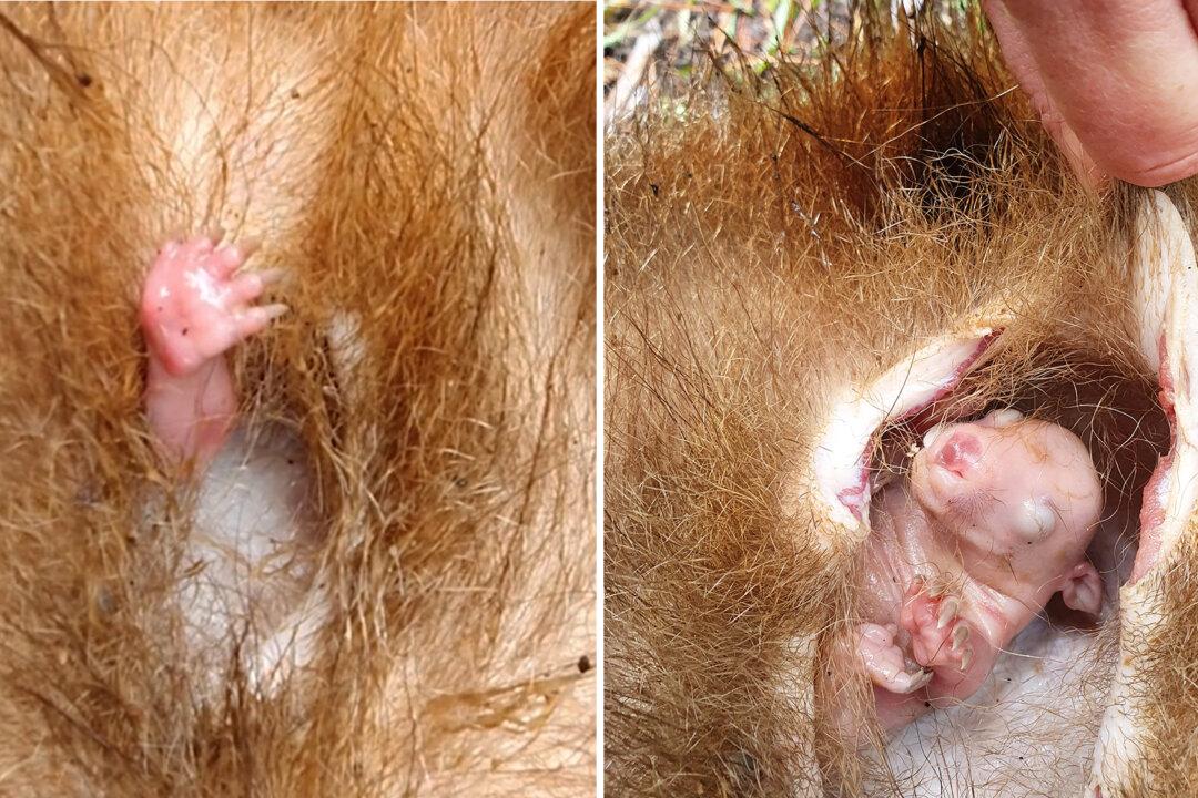 Astonishing Video Captures a Baby Wombat Waving Its Paw for Help From Dead Mom’s Pouch