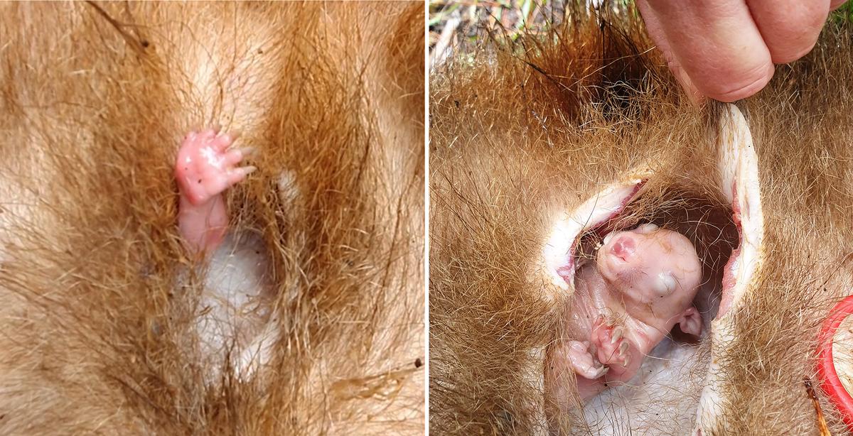 Astonishing Video Captures a Baby Wombat Waving Its Paw for Help From Dead Mom’s Pouch