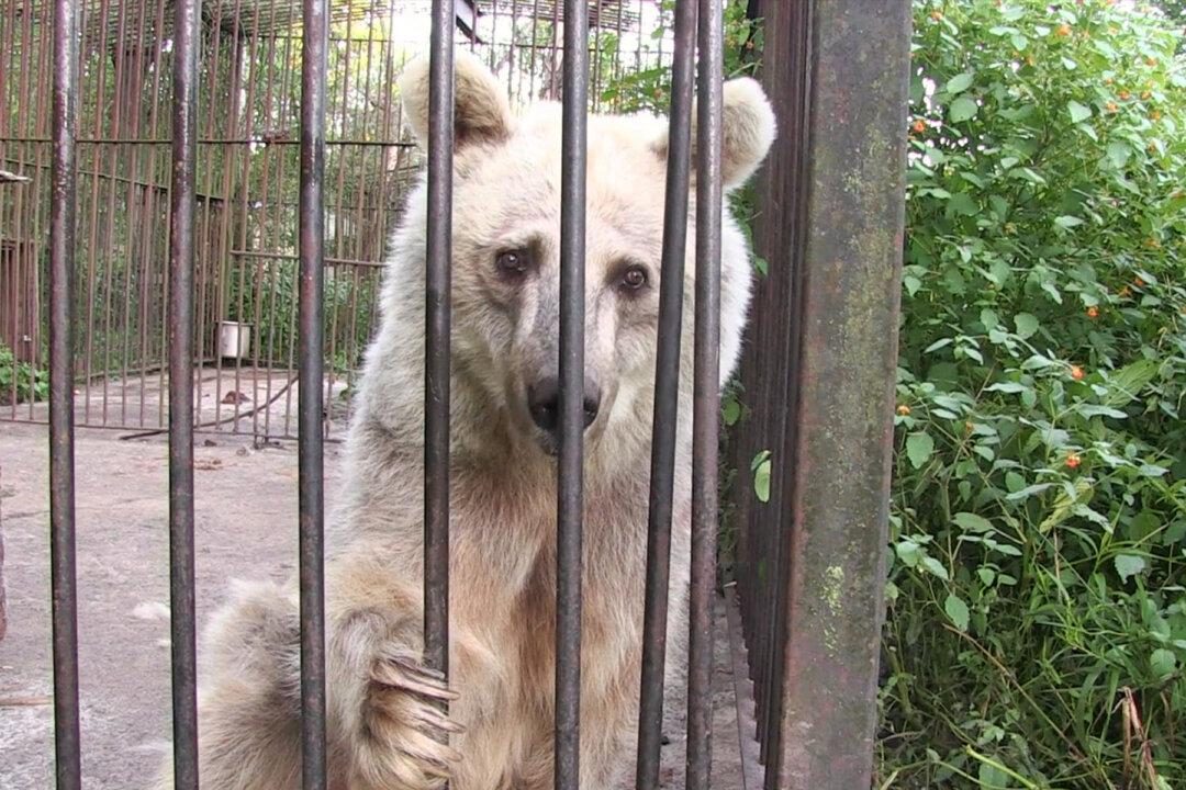 Suffering Circus Bear Spent 30 Years in a Rusty Cage, Is Finally Rescued to Spacious Sanctuary
