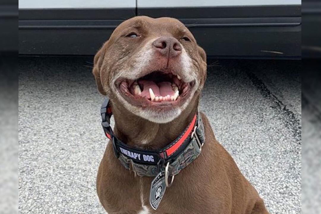 Unadopted Pit Bull Mix Becomes First Rescue K9 Officer at Police Station in Philadelphia