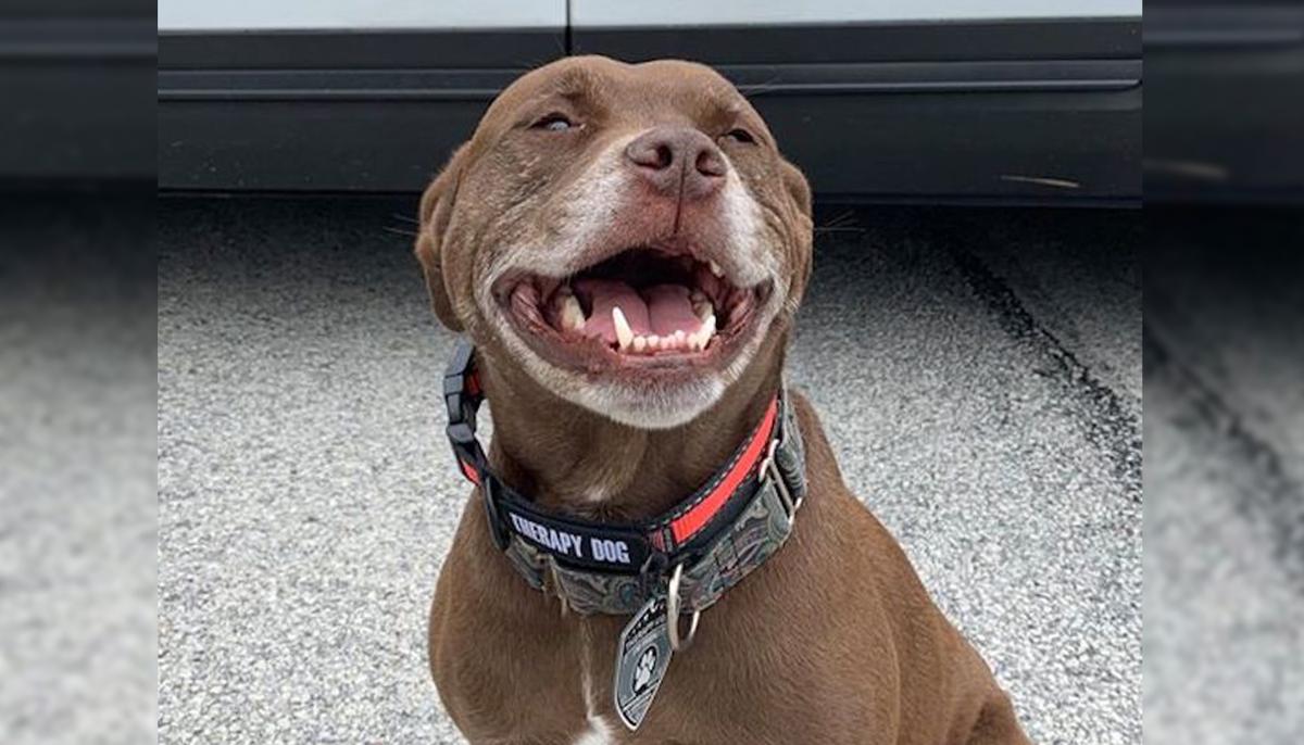 Unadopted Pit Bull Mix Becomes First Rescue K9 Officer at Police Station in Philadelphia