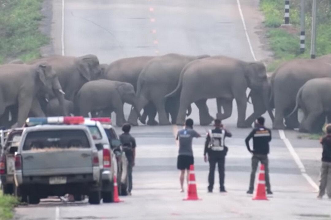 Spectacular Moment 50 Elephants Hold Up Traffic to Cross a Highway in Thailand