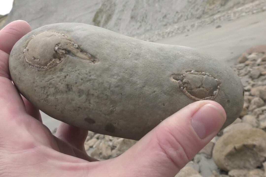 Man Finds a 12-Million-Year-Old Fossil Crab Hidden Inside Beach Rock (Video)