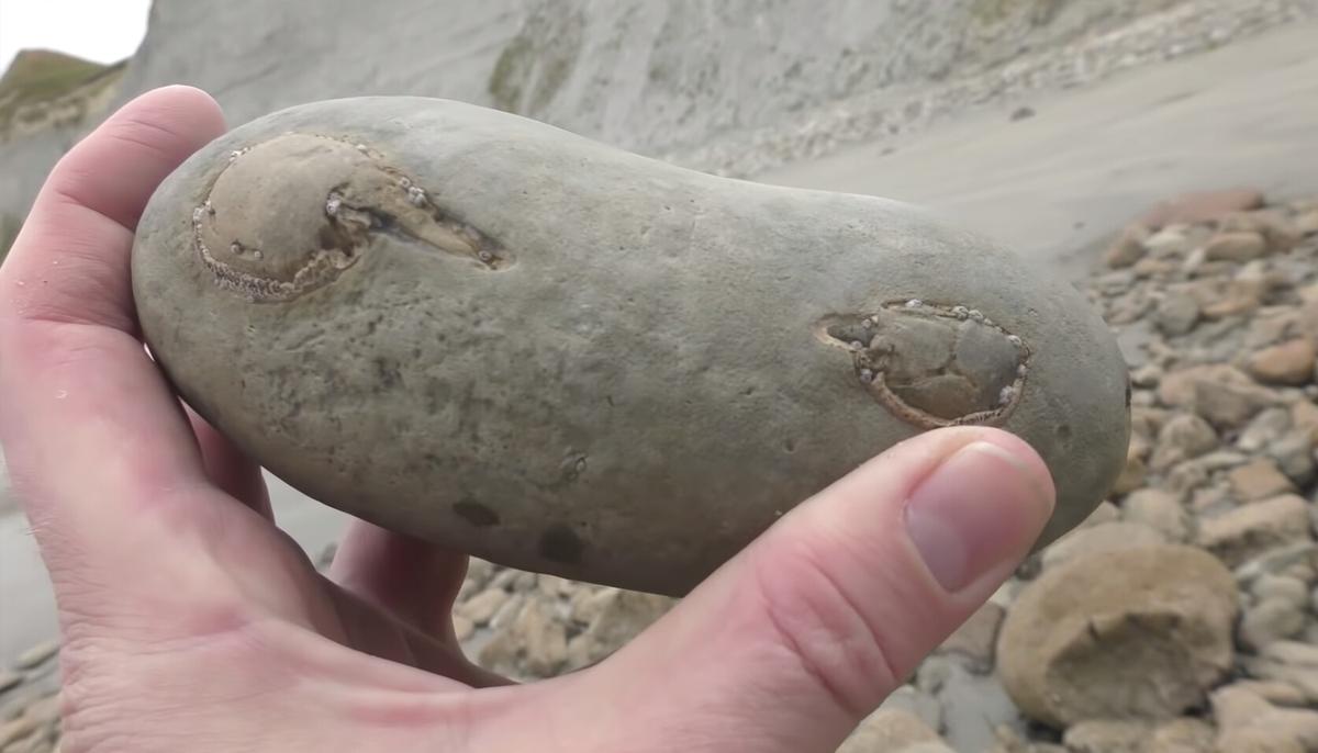 Man Finds a 12-Million-Year-Old Fossil Crab Hidden Inside Beach Rock (Video)