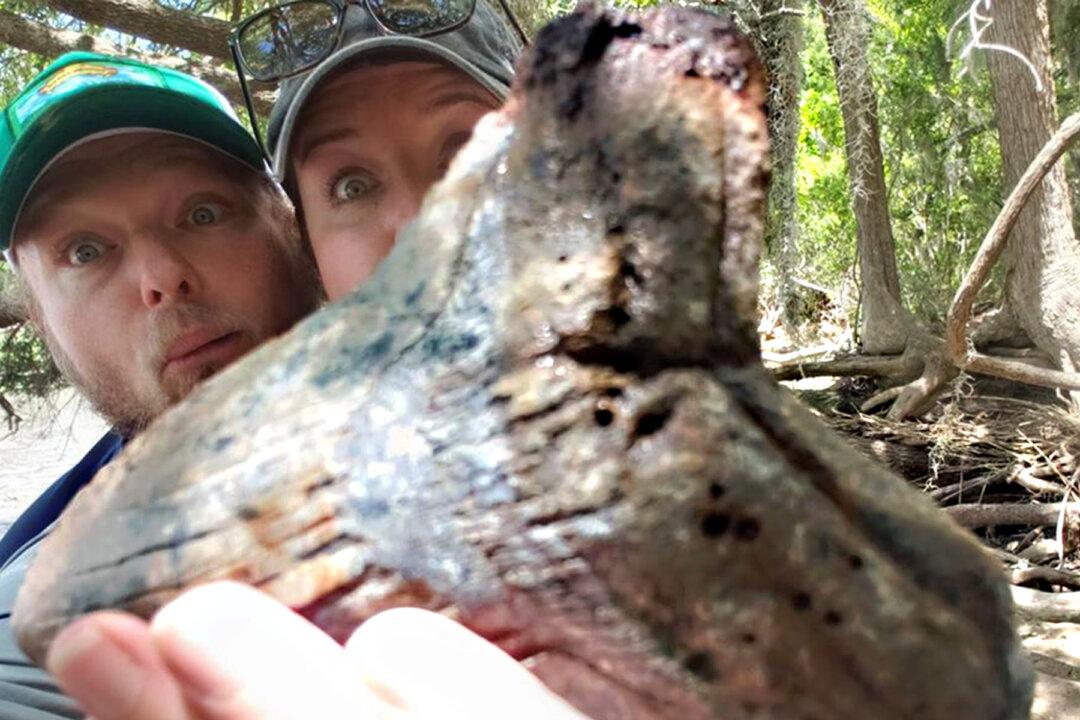 Fossil Hunter Discovers MASSIVE Megalodon Shark Tooth in a Riverbank in South Carolina