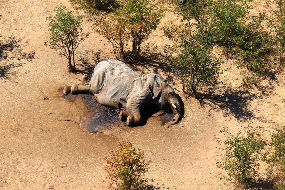 What Killed Hundreds of Elephants in Botswana? Still Unknown