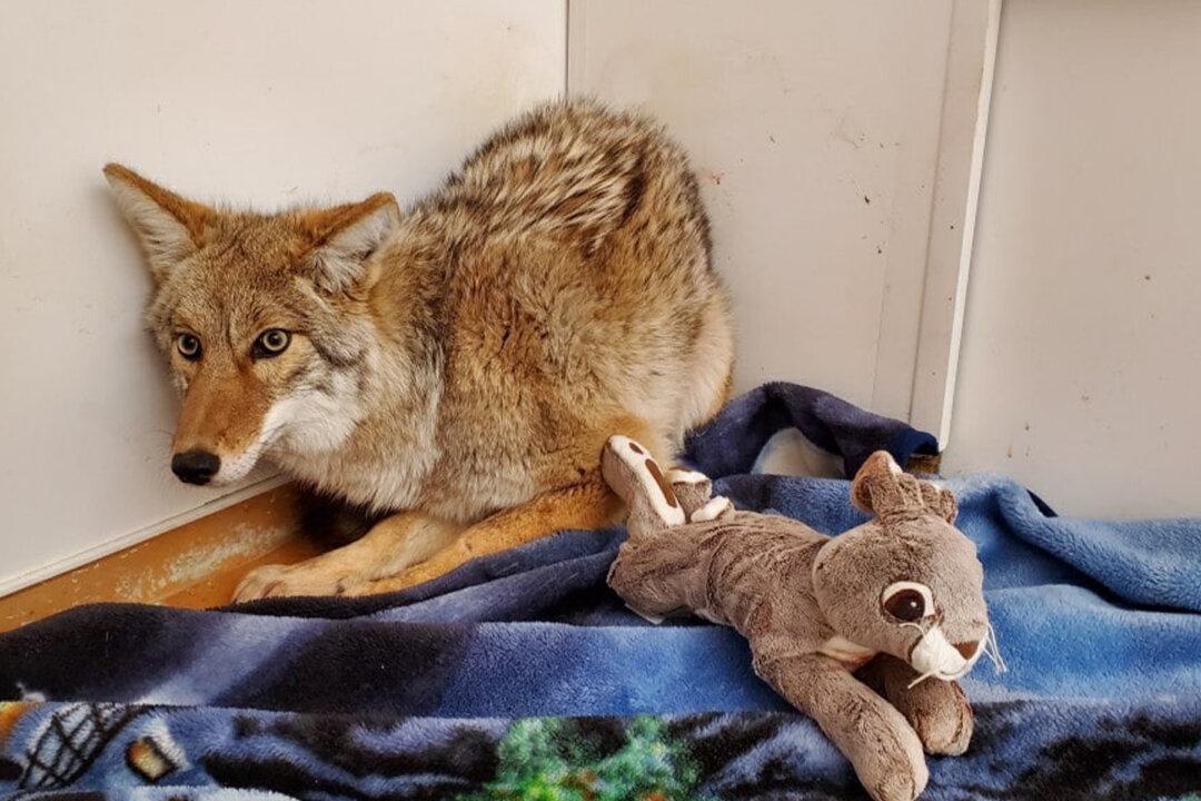 Night Shift Worker Rescues a ‘Dog’ He Hit With His Car, Only to Find Out It’s Actually a Coyote