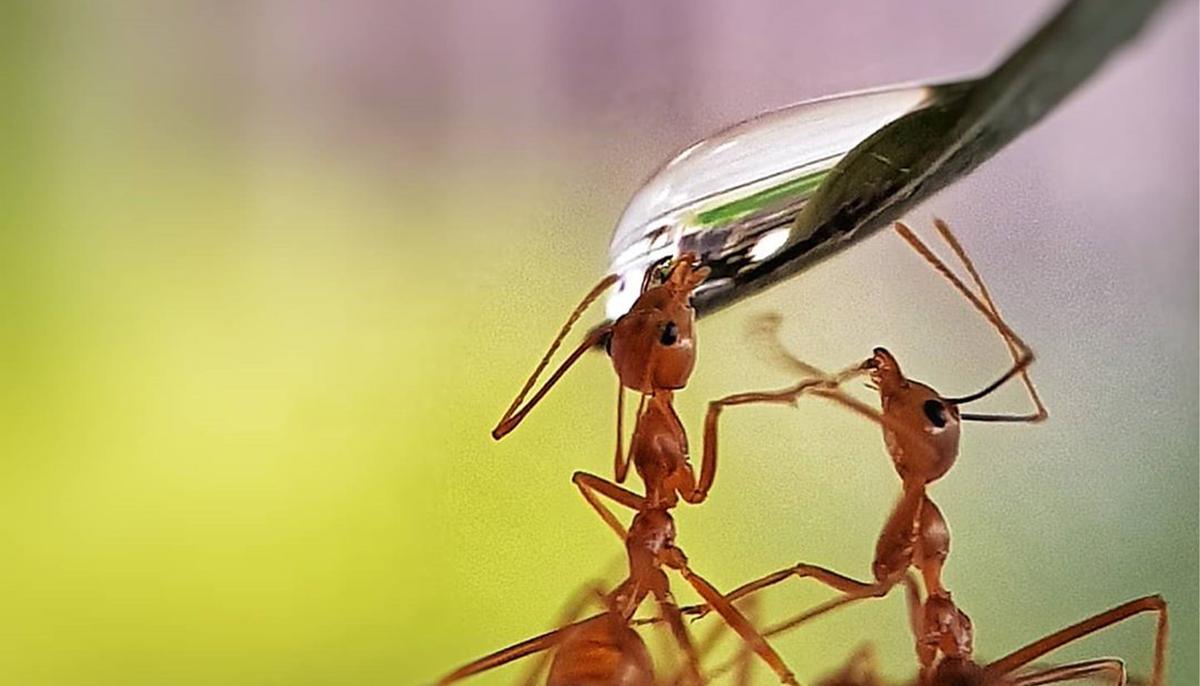 Photo of Ants Drinking From Water Droplet Wins Top Prize in an International Contest