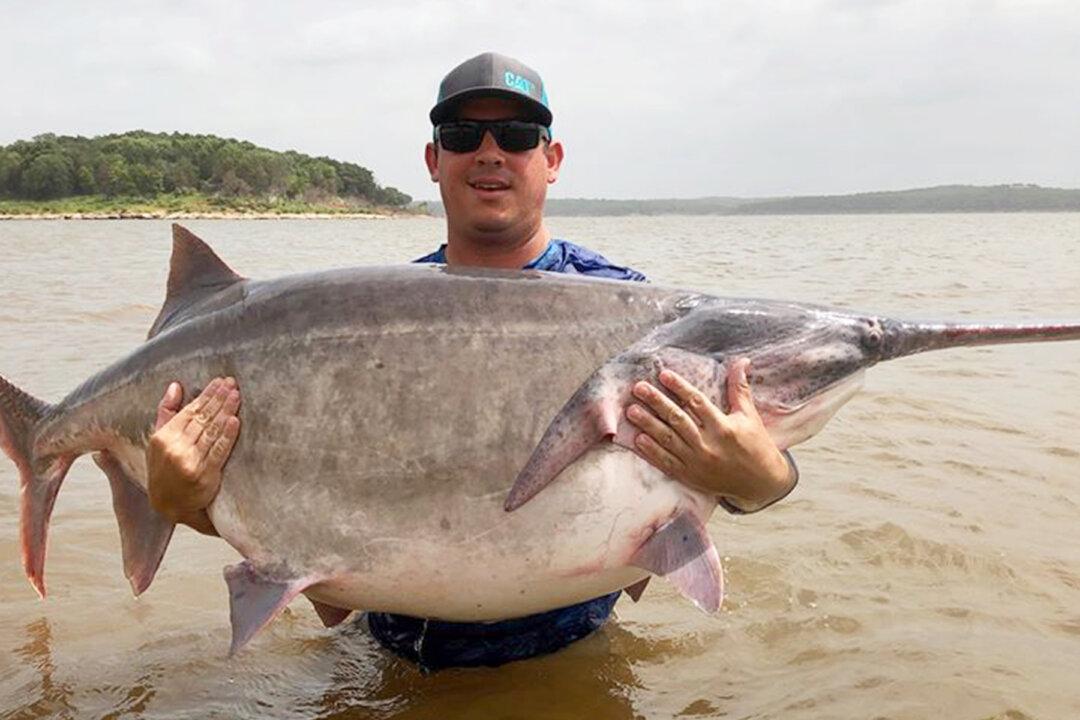 Oklahoma Angler Reels In World Record-Breaking Paddlefish, Weighing 146.7 Pounds