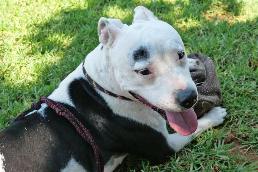 Sick Pit Bull Ignored Due to Her Breed Gets Rescued, Now Mentors Other Dogs