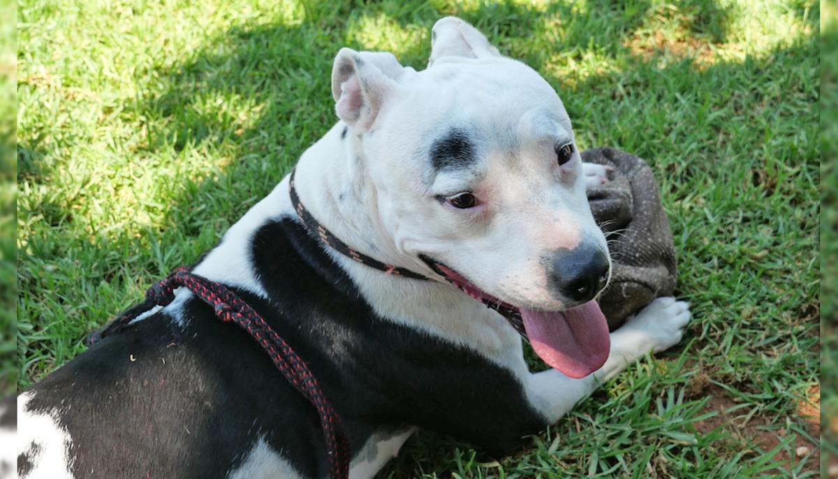 Sick Pit Bull Ignored Due to Her Breed Gets Rescued, Now Mentors Other Dogs