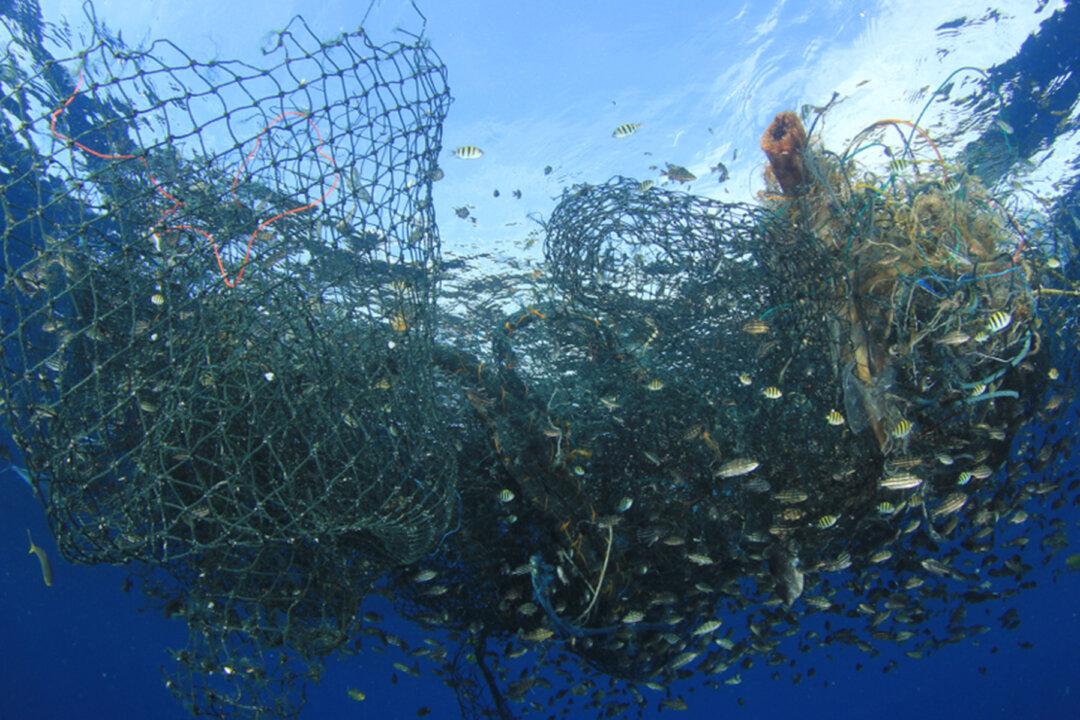 70 Migrating Penguins Found Dead on Brazilian Beaches After Swimming Into Fishing Nets