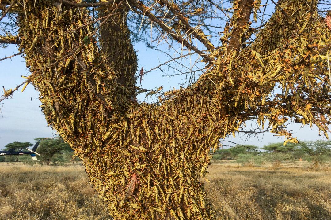 East Africa’s Locust Outbreak Is Far From Over