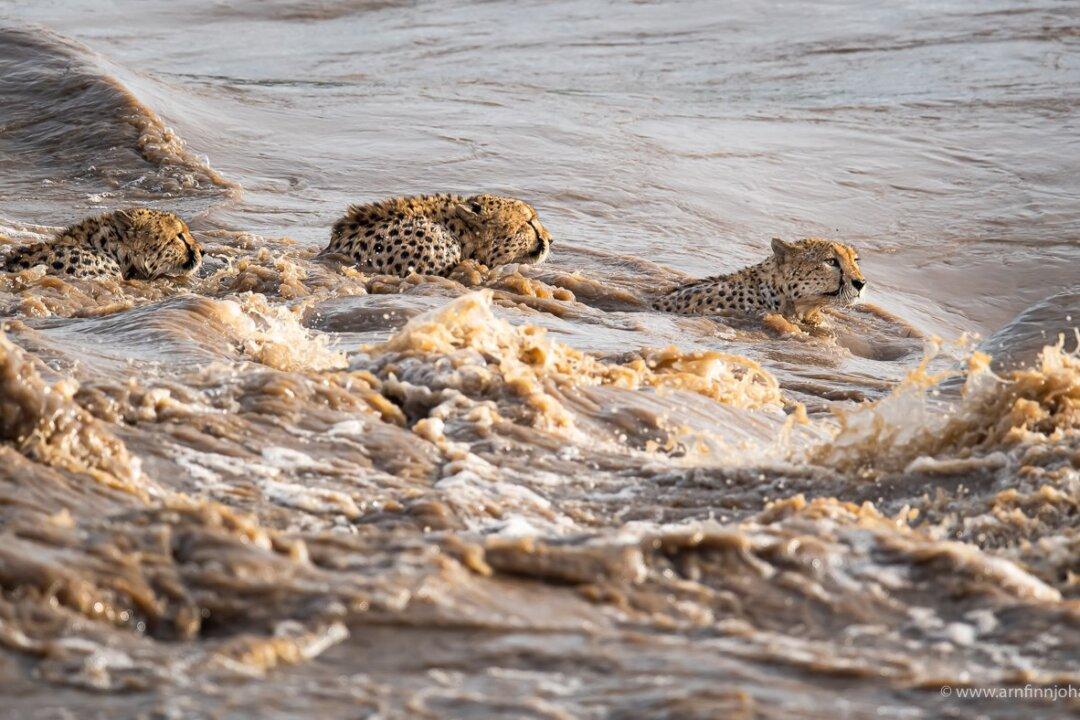 Captivating Photo Shows 5 Cheetah Brothers Crossing Crocodile-Infested River in Kenya