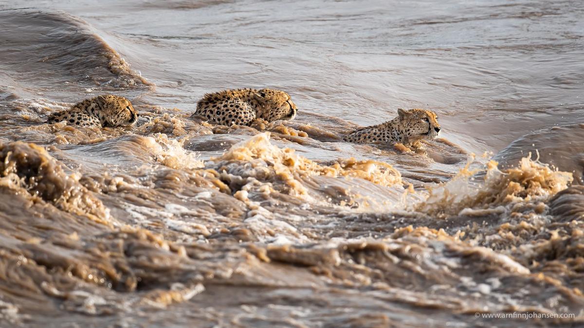 Captivating Photo Shows 5 Cheetah Brothers Crossing Crocodile-Infested River in Kenya