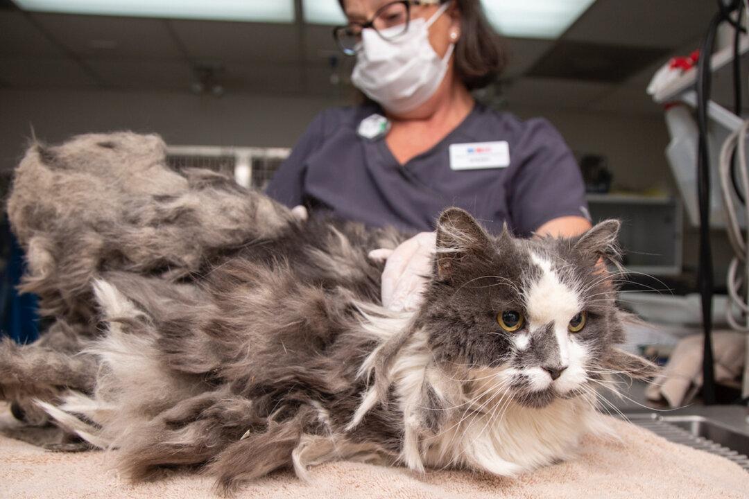 Severely Matted Cat Has 2lb of Fur Removed in an Amazing Makeover and Gets Adopted
