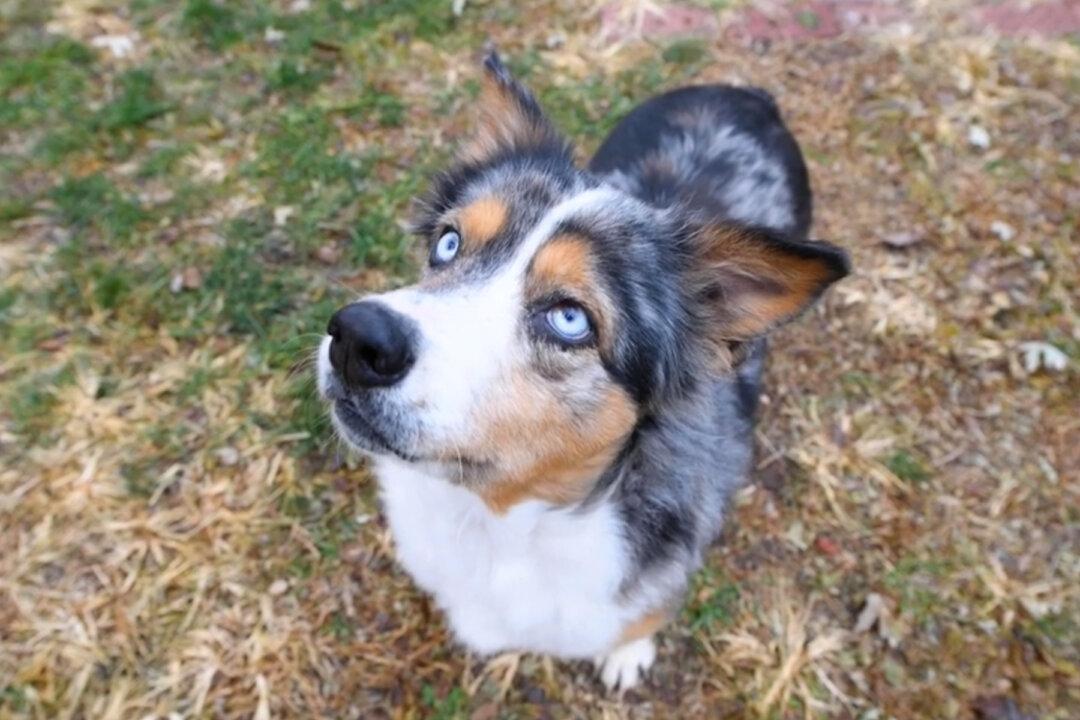 Timid Dog Abandoned in Filthy Basement Stuns Rescuers With Her Hopeful Blue Eyes