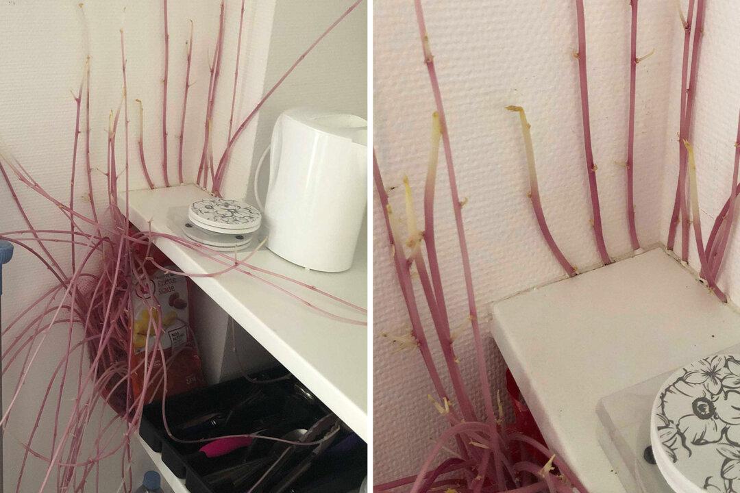 Woman Returns to Flat After Months of Lockdown, Finds ‘Alien’ Potatoes Taking Over Kitchen