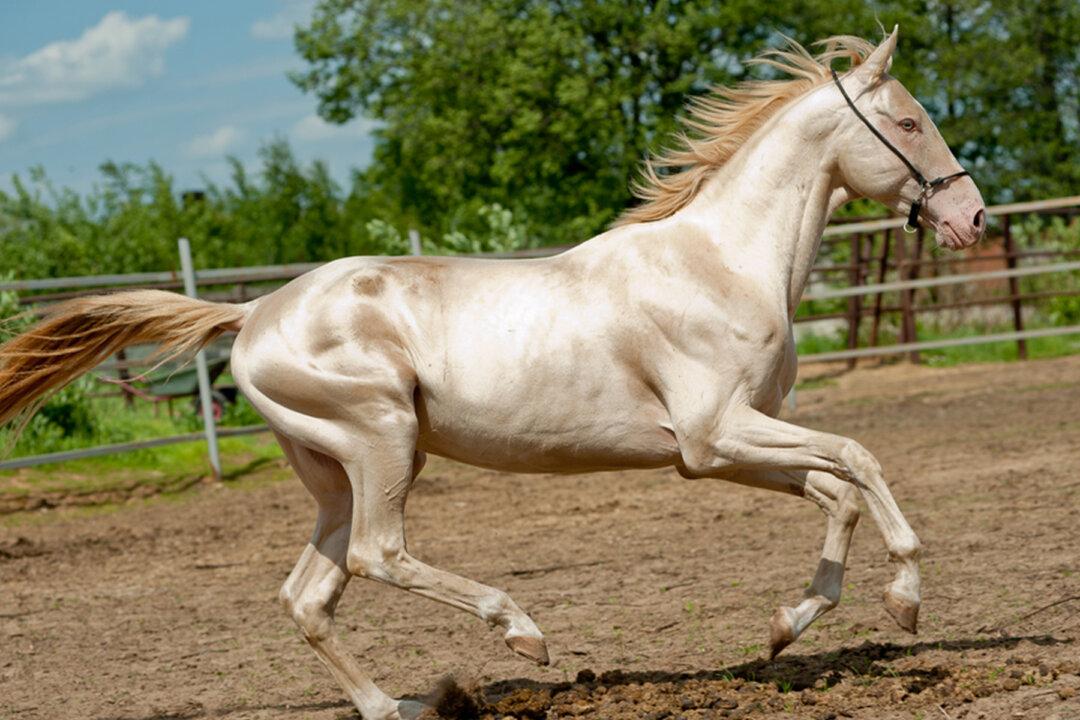 Here Are the Five Most Beautiful and Rare Horse Breeds in the World