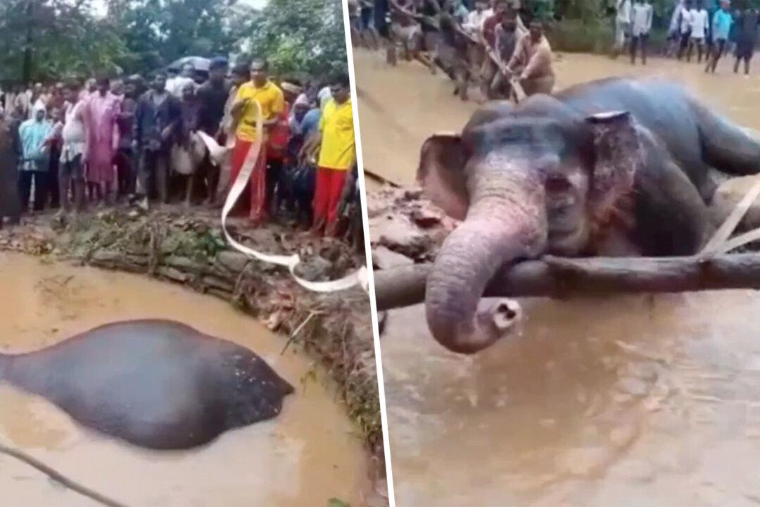 Villagers Unite to Rescue an Elephant Using Ropes and Bare Hands After It Falls Into a Pit