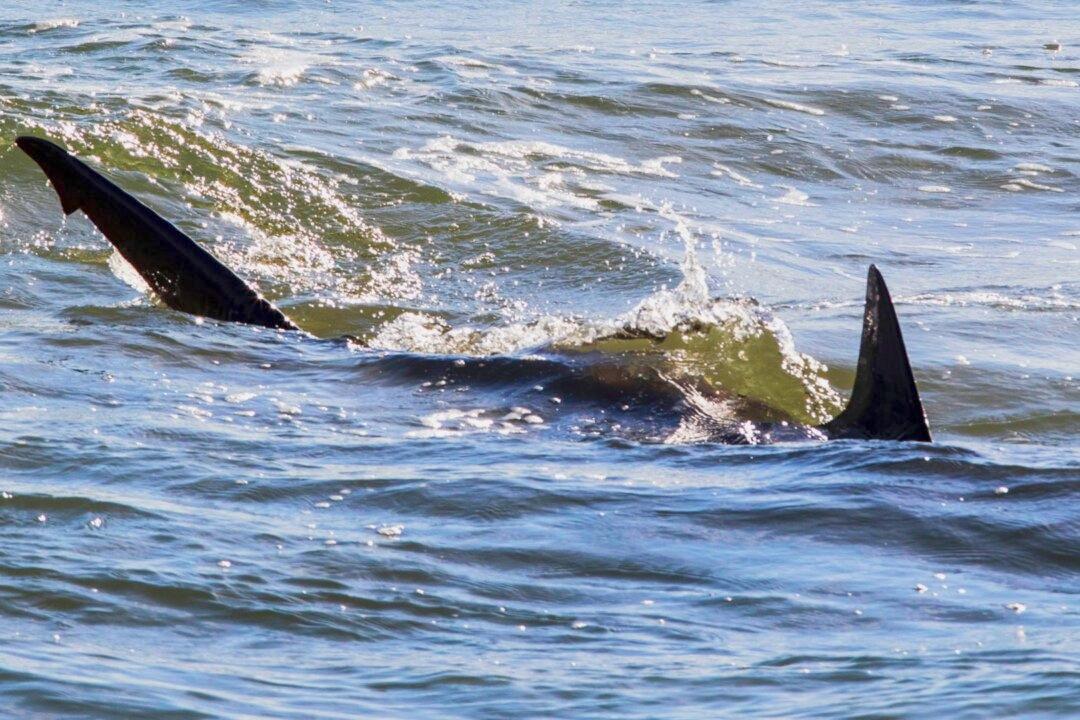 Teen Killed in Suspected Shark Attack Off Australian Coast: Police