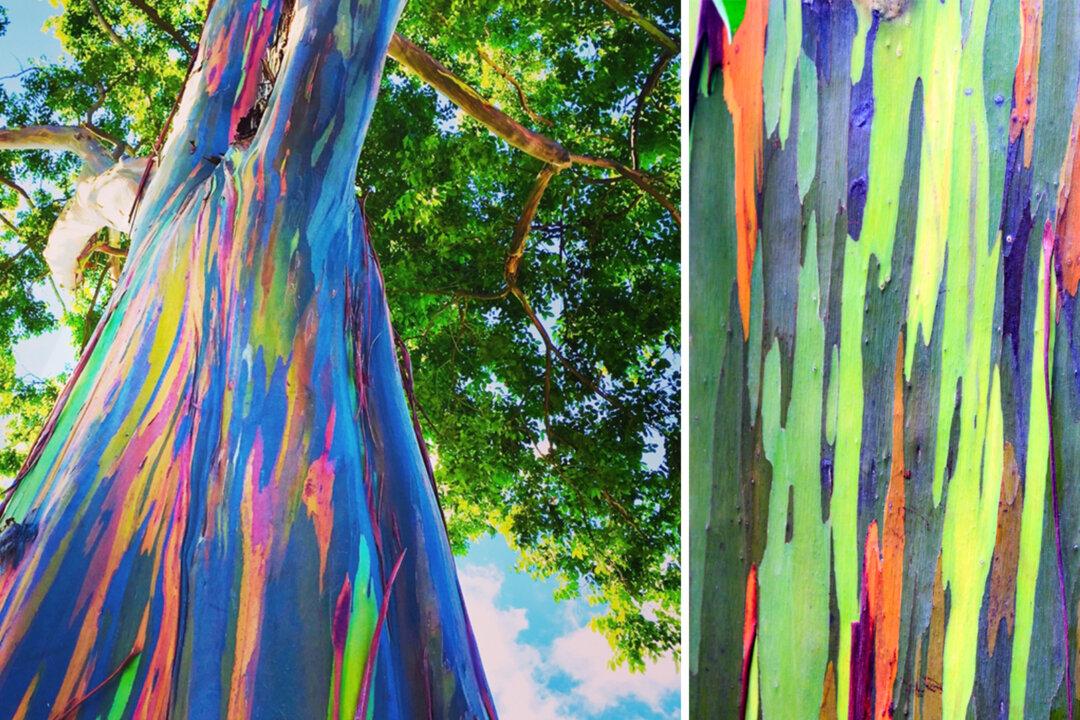 Incredible Photos Reveal Rainbow Eucalyptus Trees Make Living Art as They Shed Bark