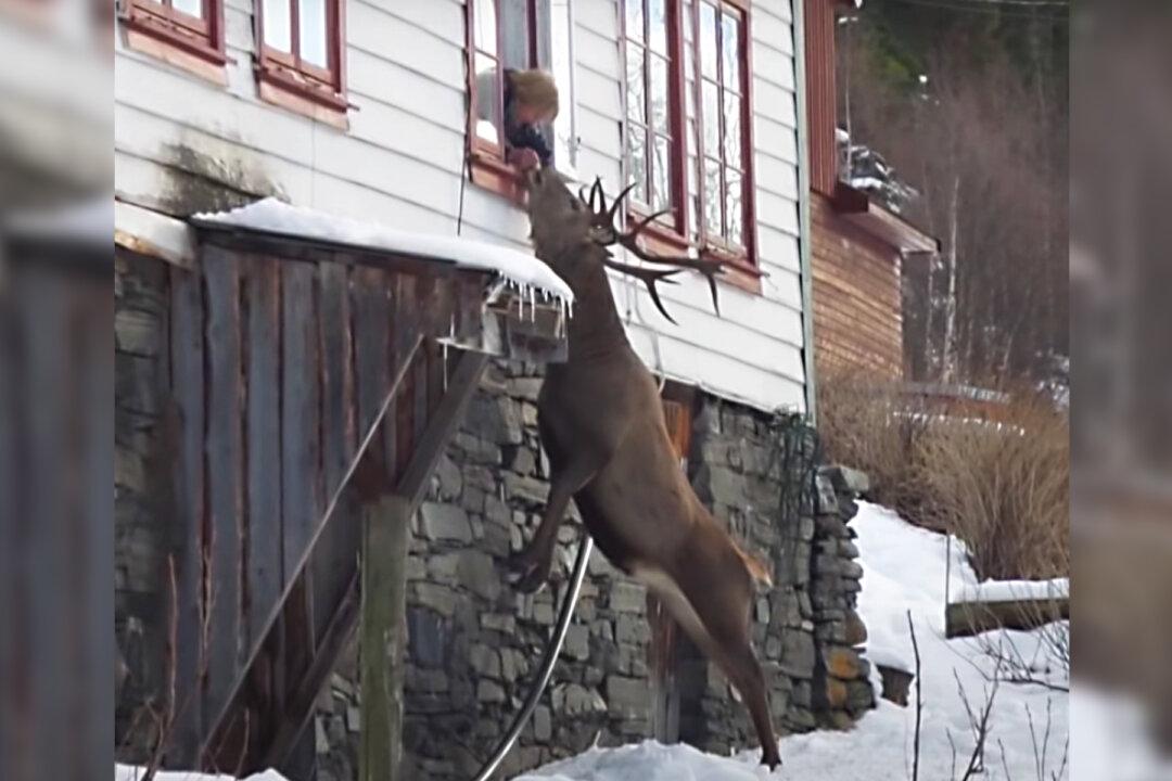 Wild Stag Visits Elderly Widow Twice a Day: ‘They Are So Lucky for Having Each Other’