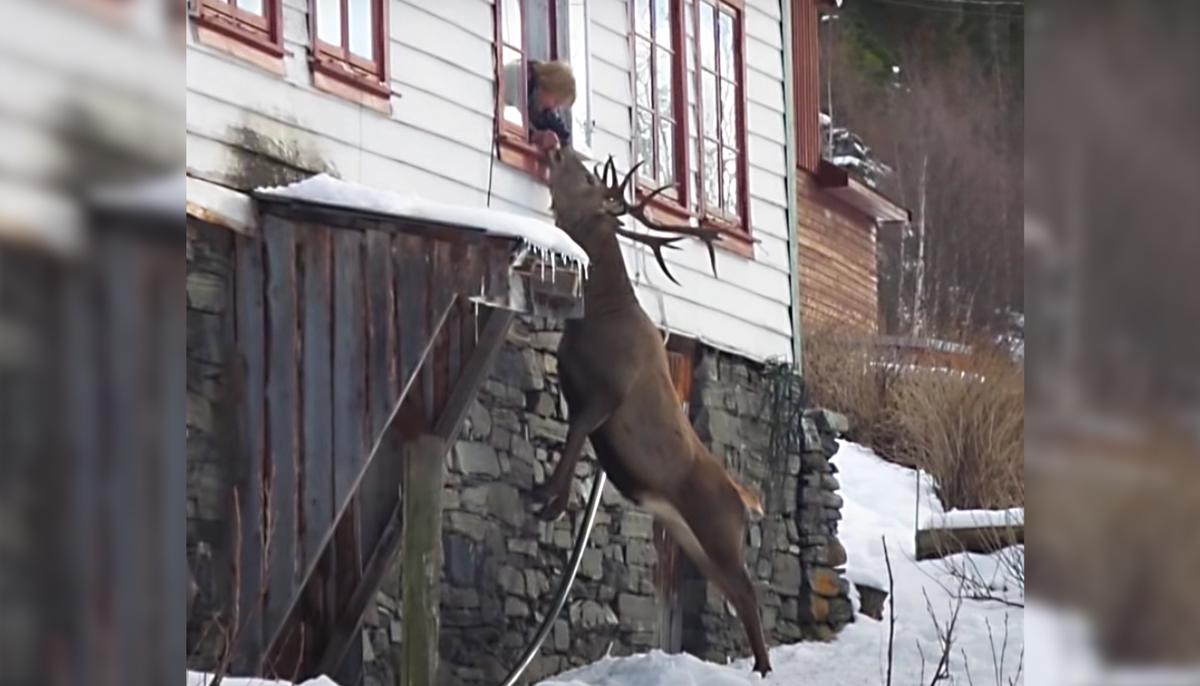Wild Stag Visits Elderly Widow Twice a Day: ‘They Are So Lucky for Having Each Other’