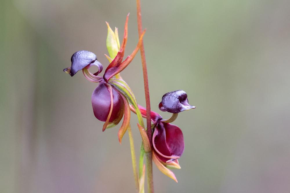 (Ken Griffiths/Shutterstock)