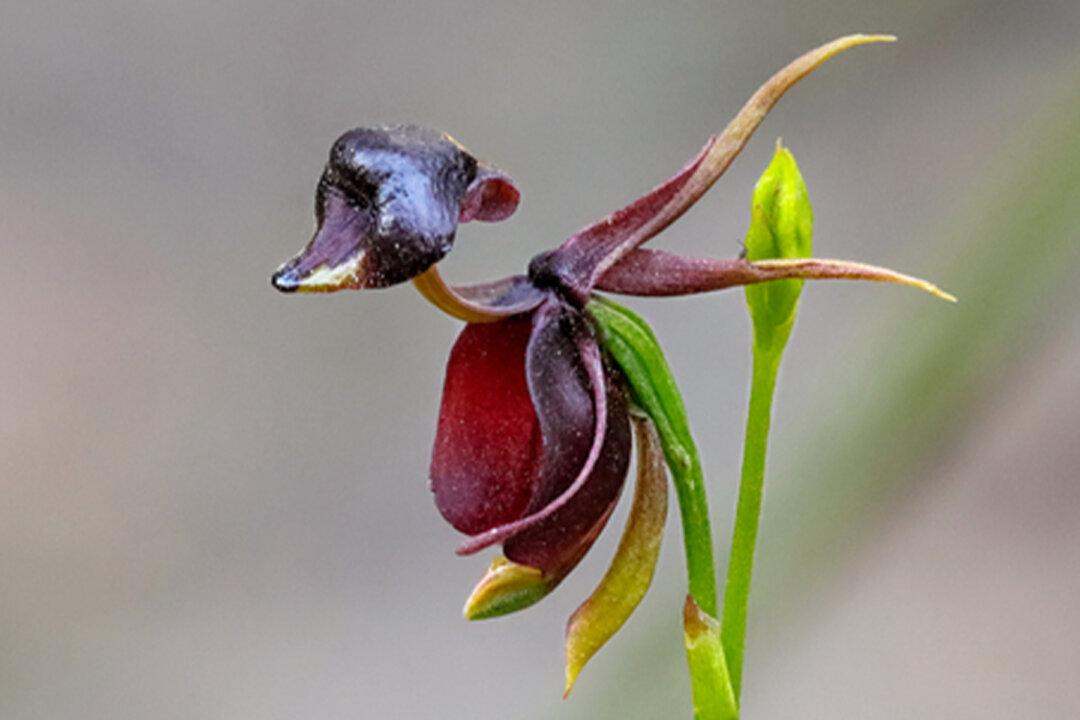 Fascinating Orchid That Has an Uncanny Resemblance to a Flying Duck