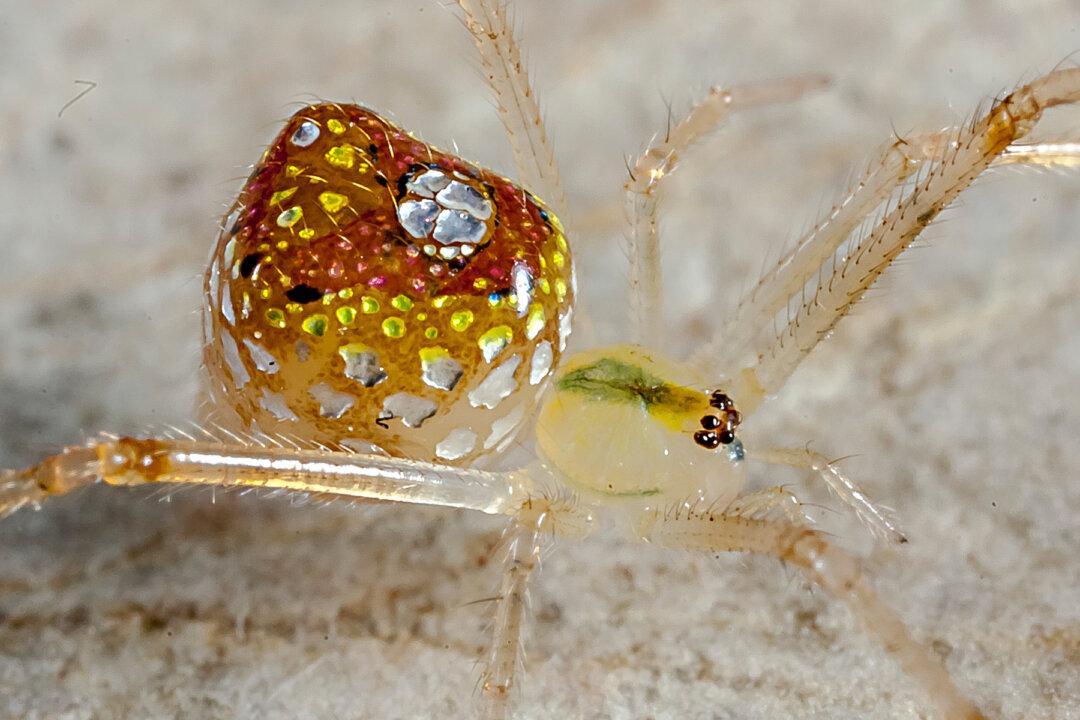 Mirror Spider’s Mosaic-Like Reflective Abdomen Captured in Spectacular Closeup Photographs