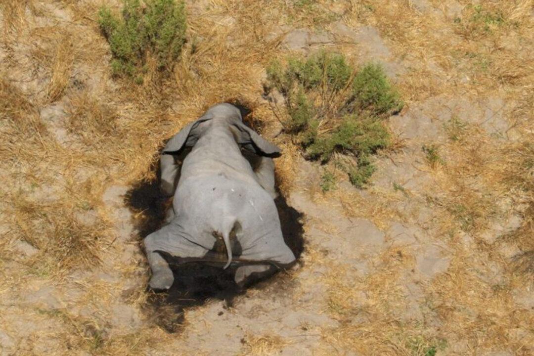 Mystery Deaths of 360 Elephants Near Water Holes in Botswana Spark Fear of Health Risk
