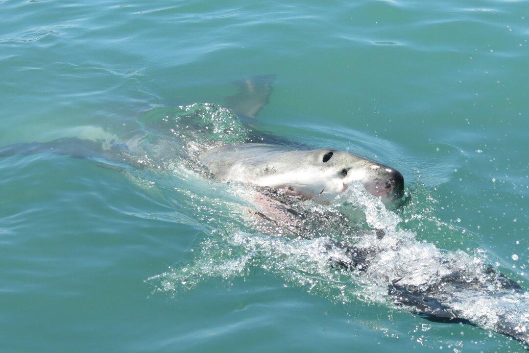 Aussie Teens Rescued after Shark Attack Southwest of Melbourne