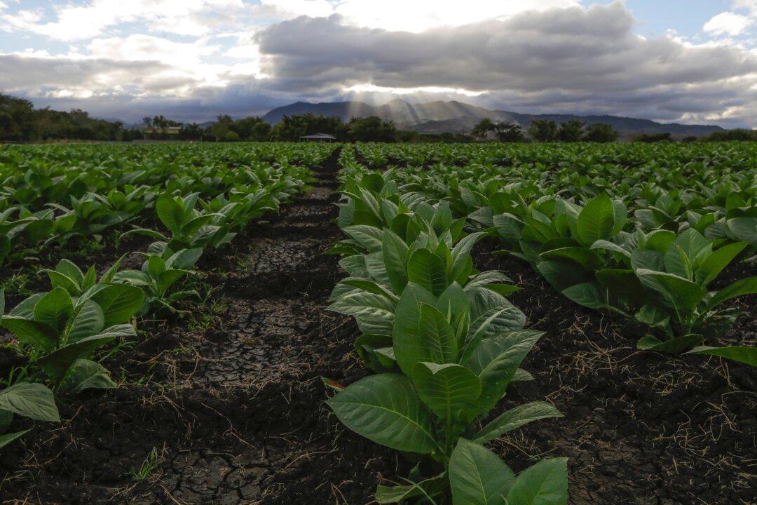Aussie Tax Agency Seizes 131-plus Tonnes of Tobacco