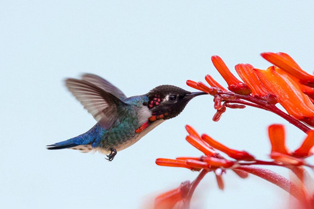 Meet the Bee Hummingbird, This Captivating Jewel Is the World’s Smallest Bird