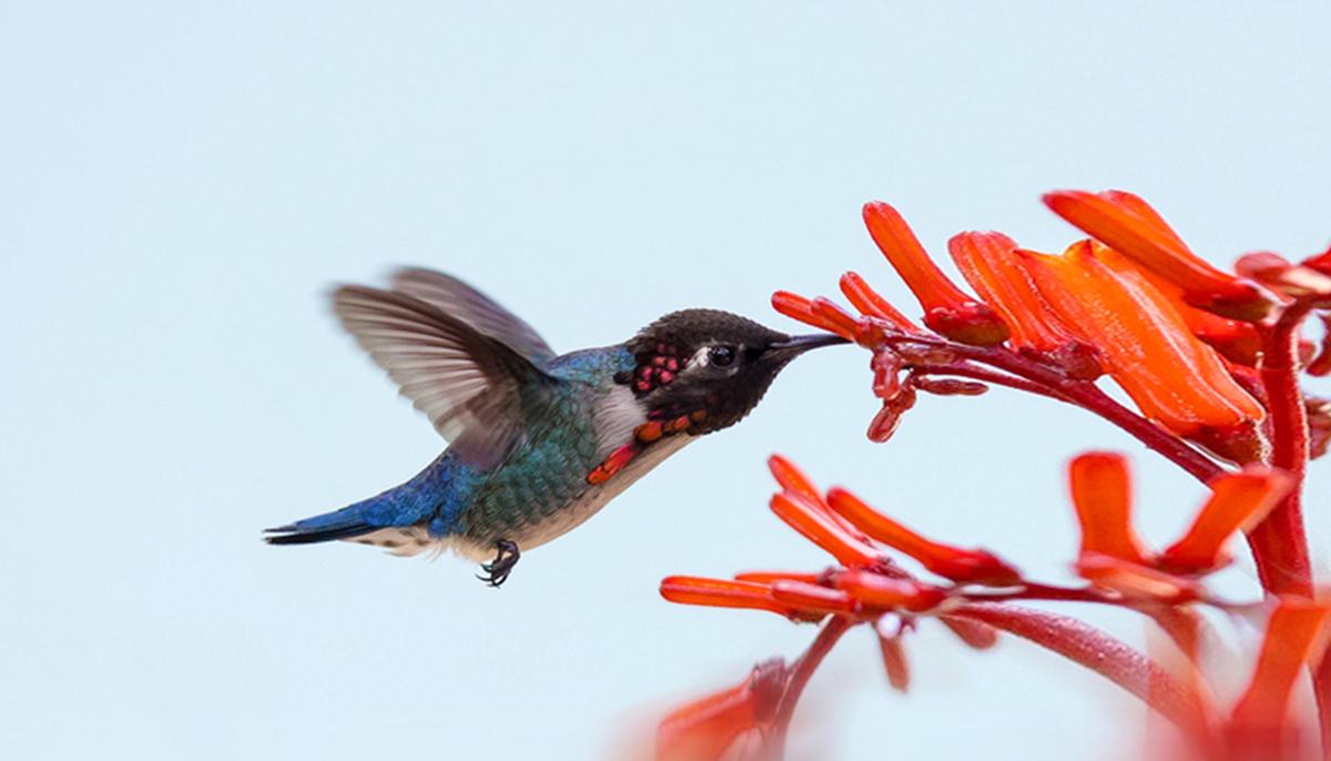 Meet the Bee Hummingbird, This Captivating Jewel Is the World’s Smallest Bird