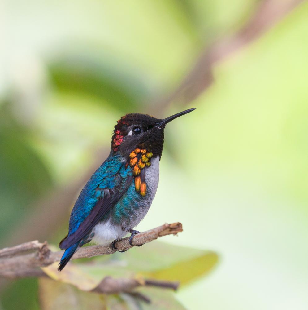 (Melinda Fawver/Shutterstock)