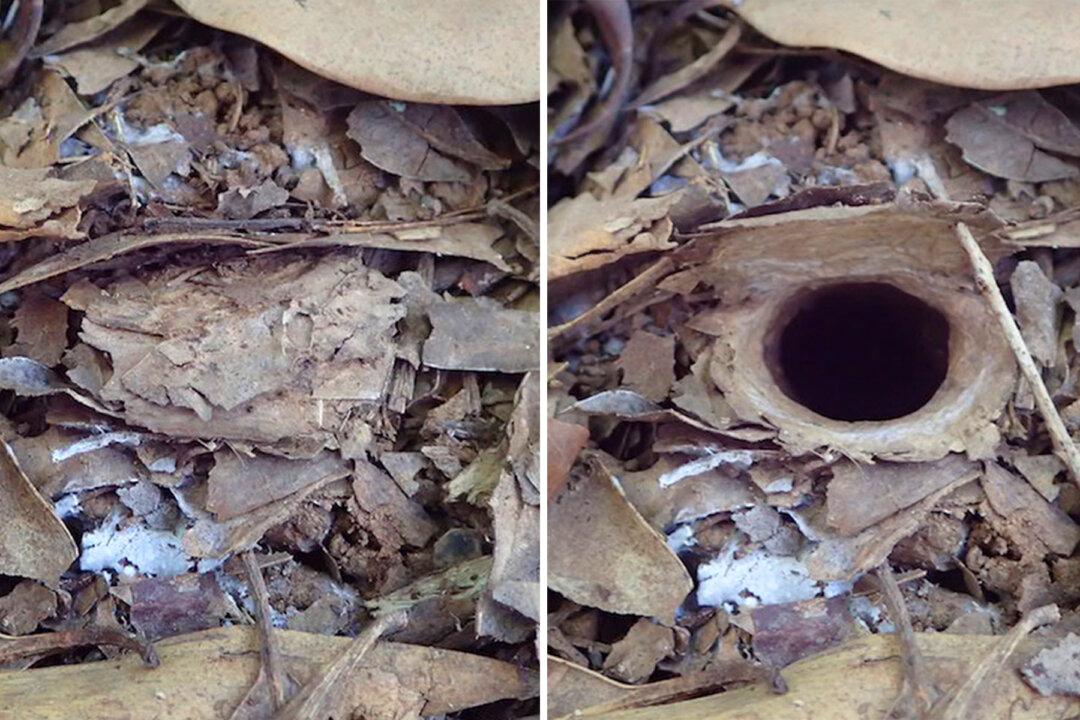 New Trapdoor Spider Discovered in Australia Hides Its Burrow Behind Cleverly Hinged Door