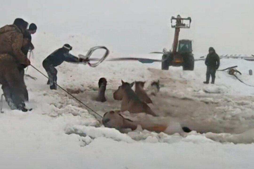 Farmers Unite to Rescue a Herd of Horses That Fell Into a Freezing Pond in Russia