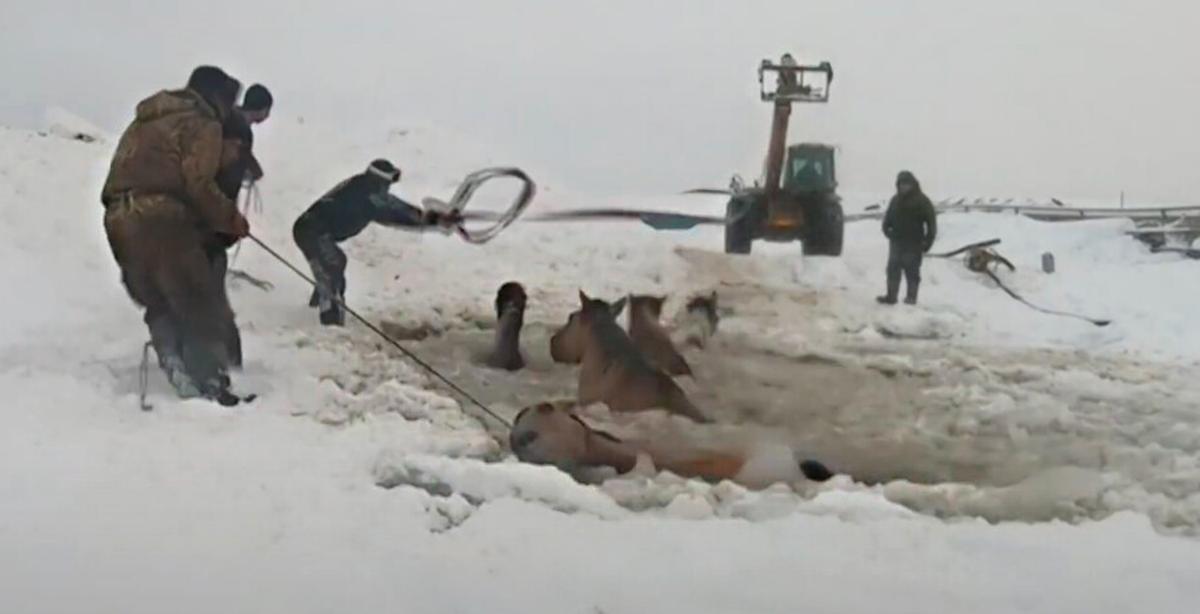 Farmers Unite to Rescue a Herd of Horses That Fell Into a Freezing Pond in Russia