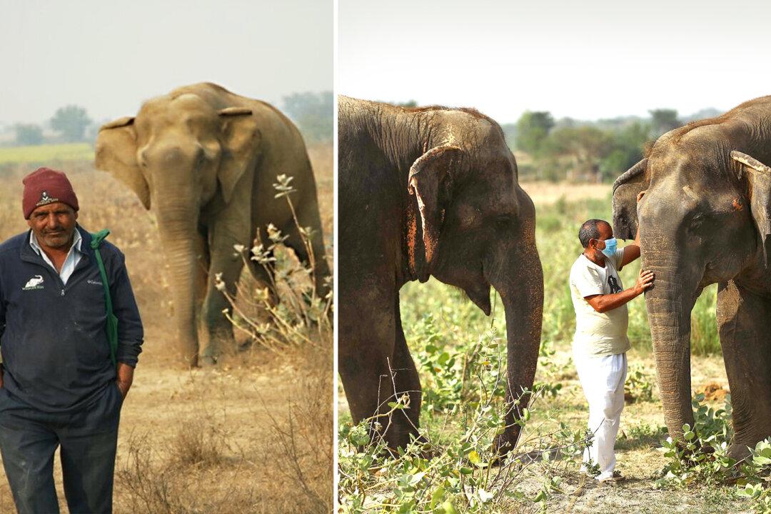 Dedicated Elephant Caregiver for 11 Years Shares He Cherishes Taking Care of These Animals