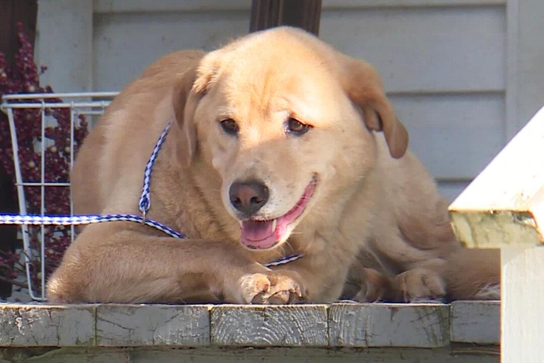 Kansas Dog That Went Missing for Days Ends Up at Its Old Home 57 Miles Away in Another State