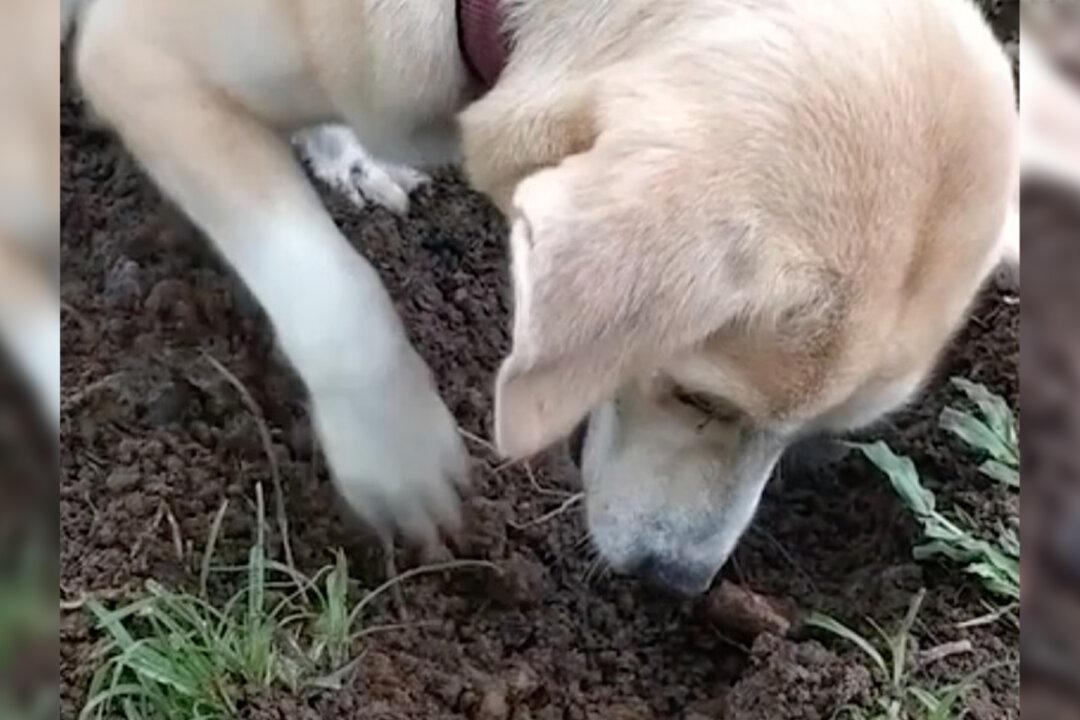 Mother Dog Digs Up Dead Puppy and Desperately Tries to Bring Him Back to Life (Video)